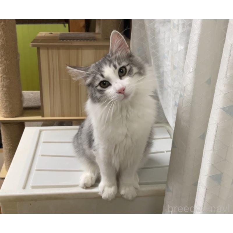 販売中の京都府のノルウェージャンフォレストキャット-126980の2枚目