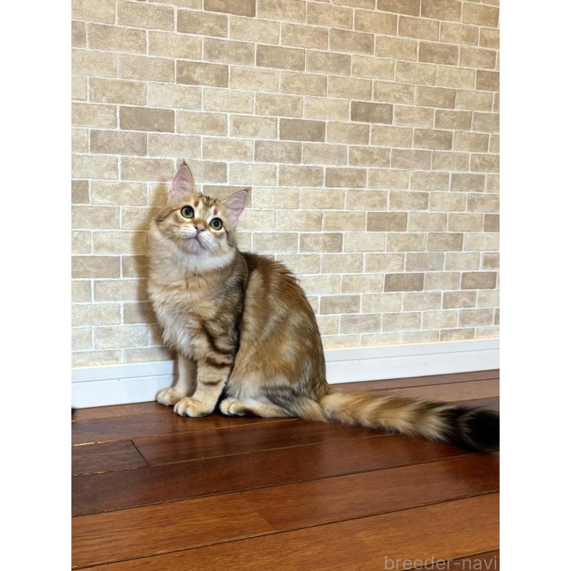 販売中の徳島県のサイベリアン-130409の4枚目