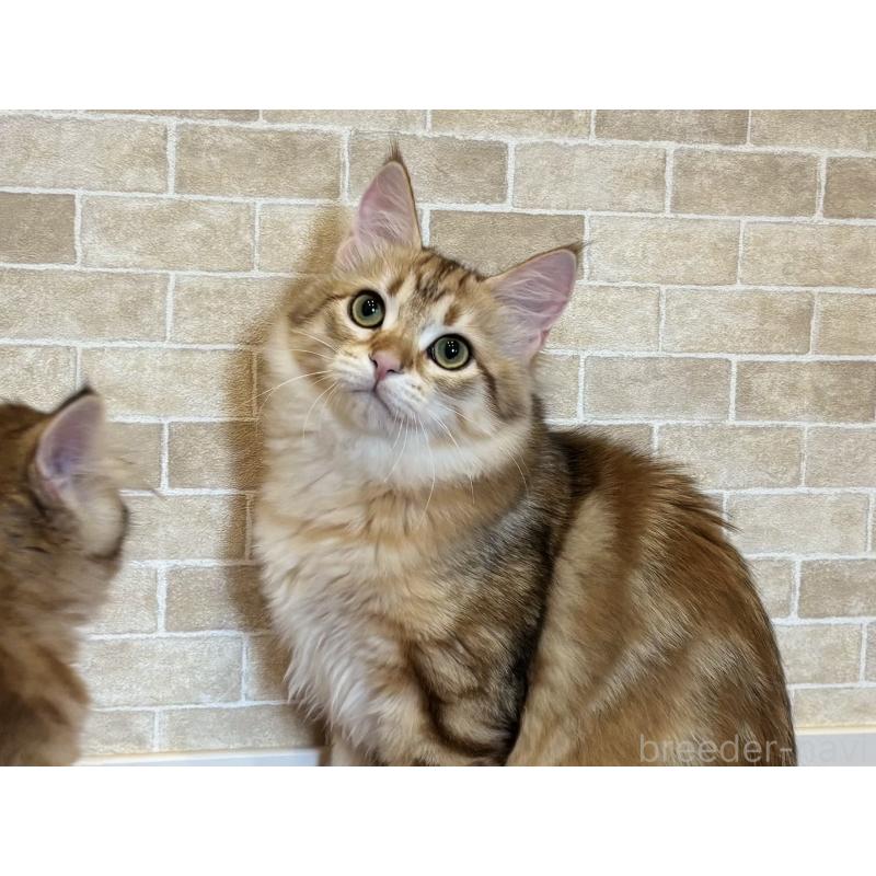 販売中の徳島県のサイベリアン-130409の3枚目