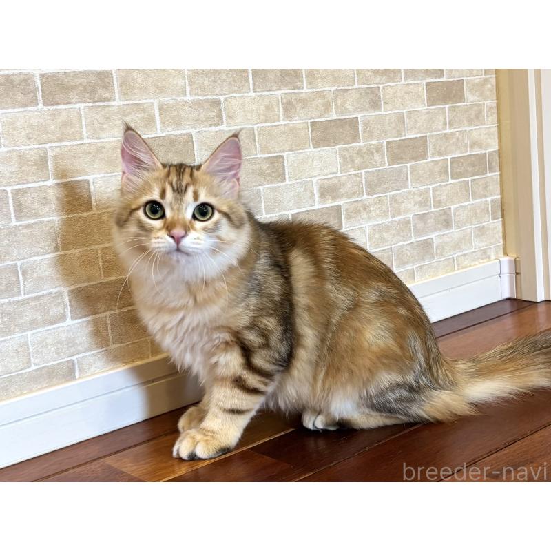 販売中の徳島県のサイベリアン-130409の2枚目