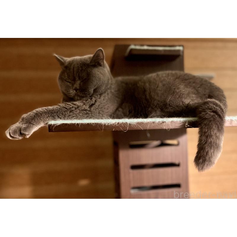 販売中の埼玉県のブリティッシュショートヘア-119377