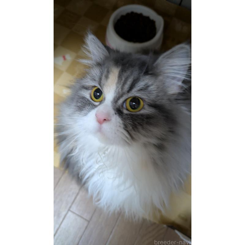 販売中の大阪府のミヌエット-134230