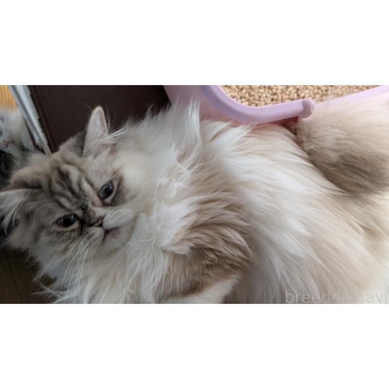 商談中の大阪府のミヌエット-81309の5枚目