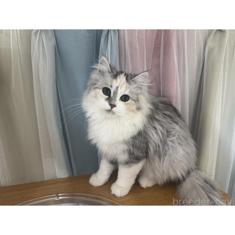 成約済の千葉県のマンチカン-128535の2枚目