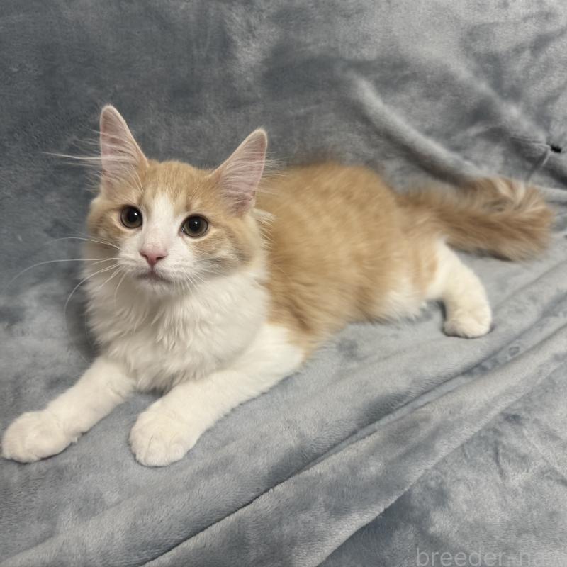 販売中の千葉県のノルウェージャンフォレストキャット-129682の1枚目