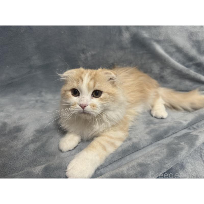 成約済の千葉県のマンチカン-128541の2枚目