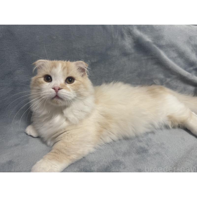 販売中の千葉県のマンチカン(短足)-128542の4枚目