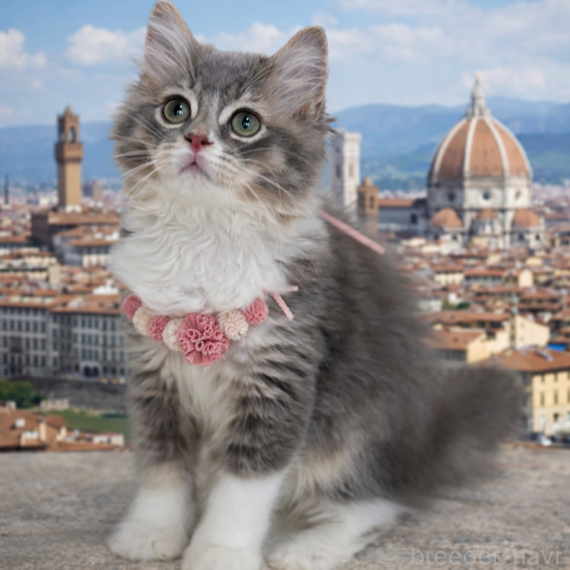 成約済の埼玉県のマンチカン-129006の2枚目