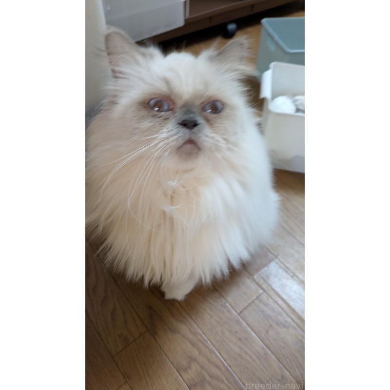 販売中の大阪府のミヌエット-126295