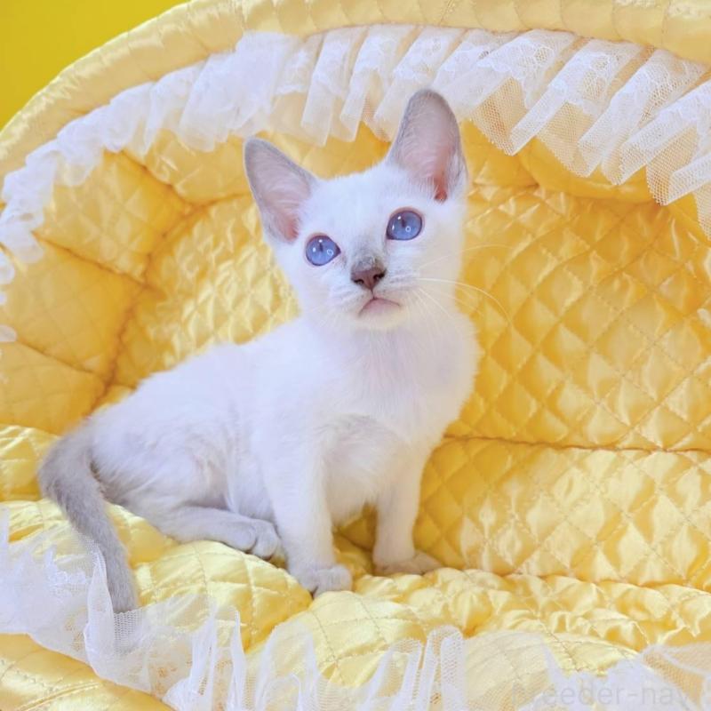 販売中の埼玉県のトンキニーズ-135404の5枚目