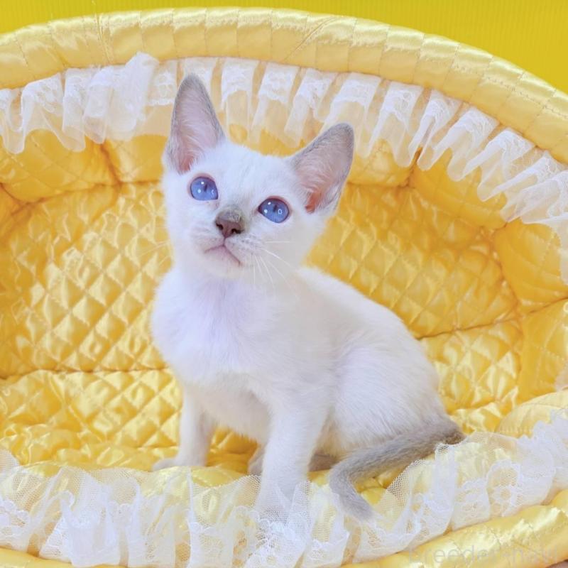 販売中の埼玉県のトンキニーズ-135404の1枚目