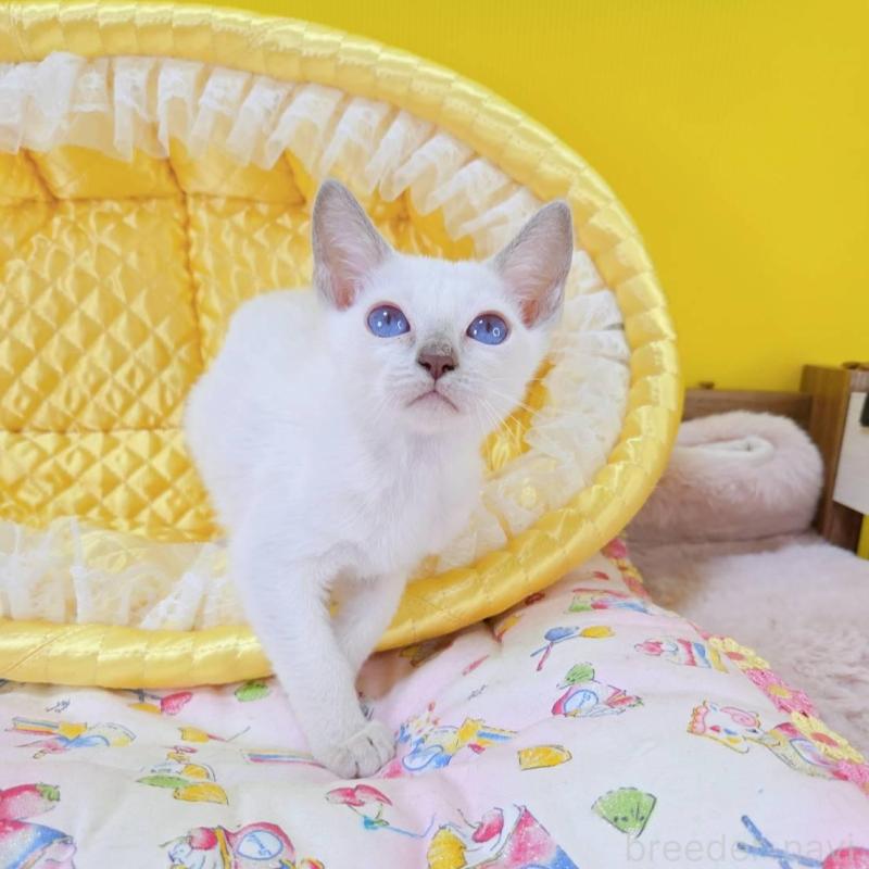 販売中の埼玉県のトンキニーズ-135404の4枚目