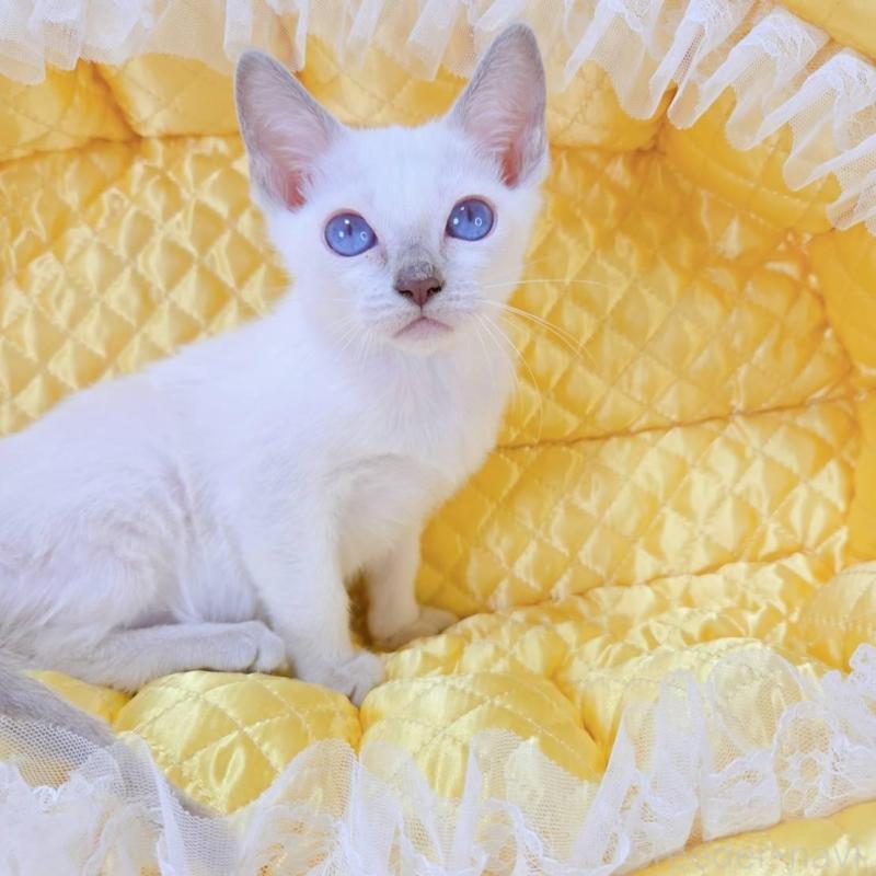 販売中の埼玉県のトンキニーズ-135404の3枚目