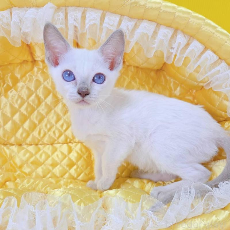 販売中の埼玉県のトンキニーズ-135404の2枚目