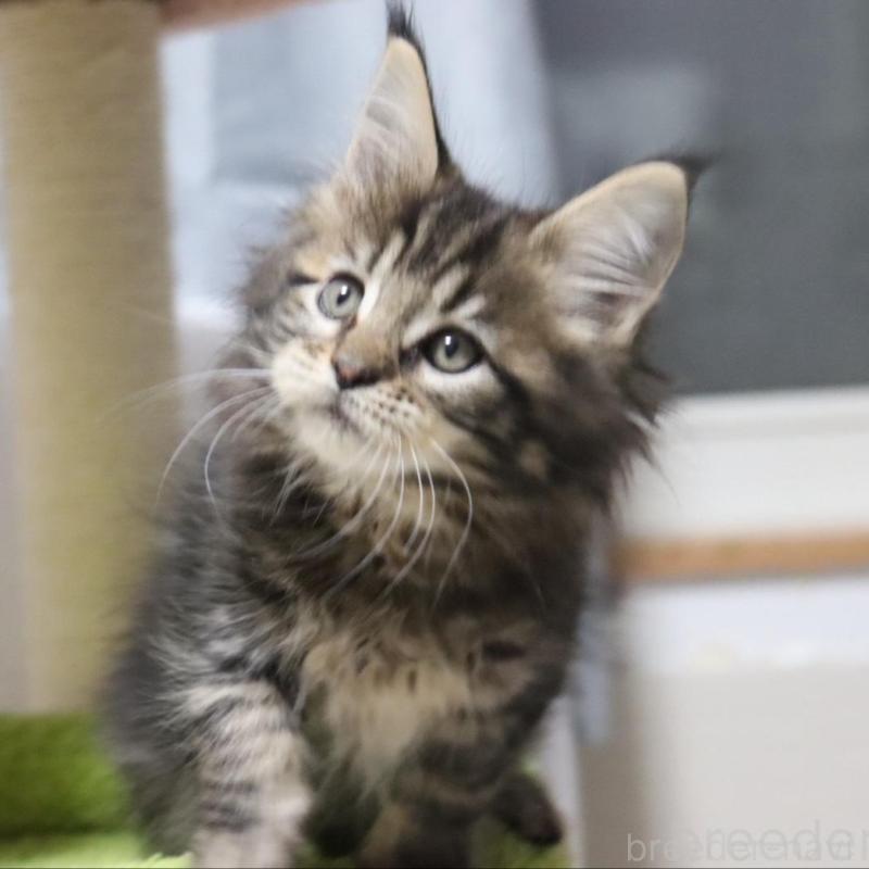 販売中の千葉県のメインクーン-135405