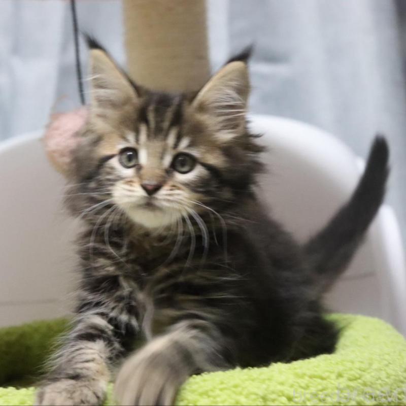 販売中の千葉県のメインクーン-135405の3枚目