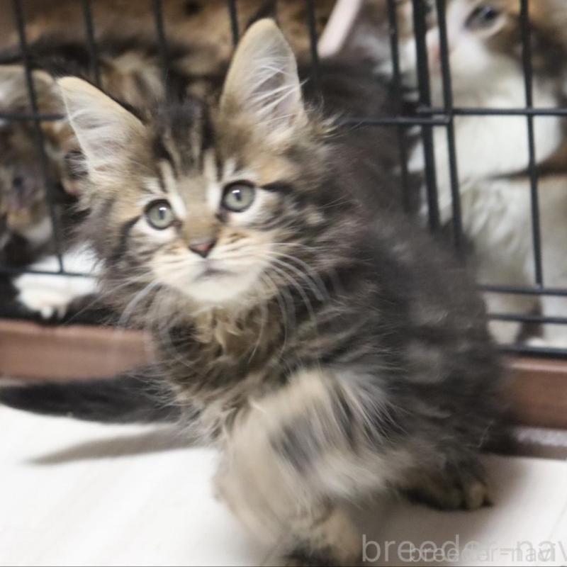 販売中の千葉県のメインクーン-135405の2枚目