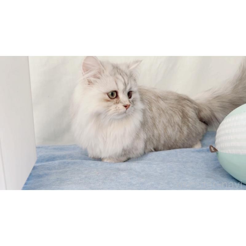 販売中の長野県のミヌエット-134286