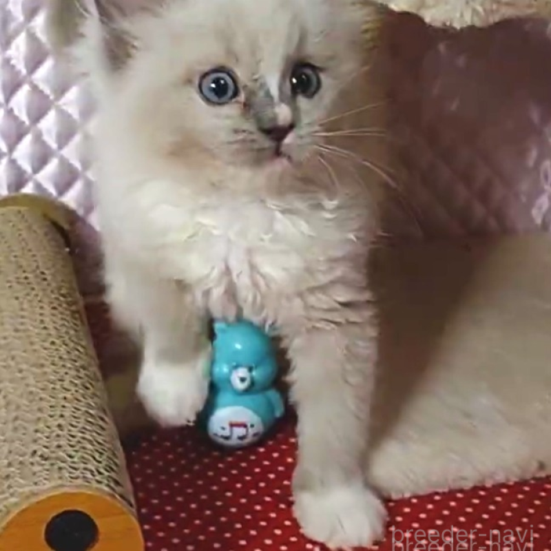 販売中の静岡県のラグドール-135516の3枚目