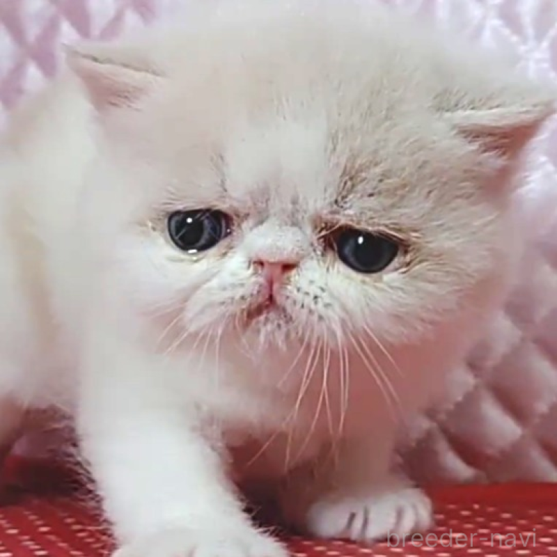 販売中の静岡県のエキゾチックショートヘア-135517