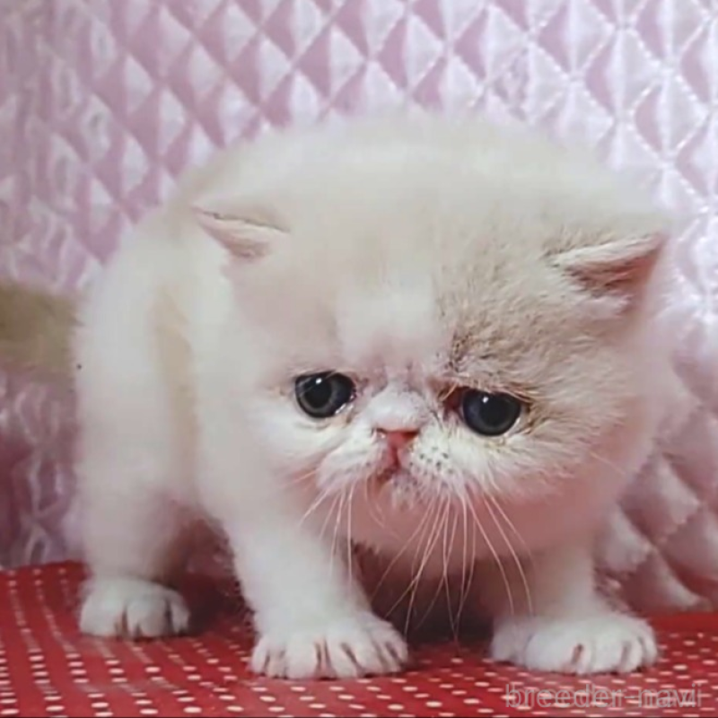 販売中の静岡県のエキゾチックショートヘア-135517の5枚目