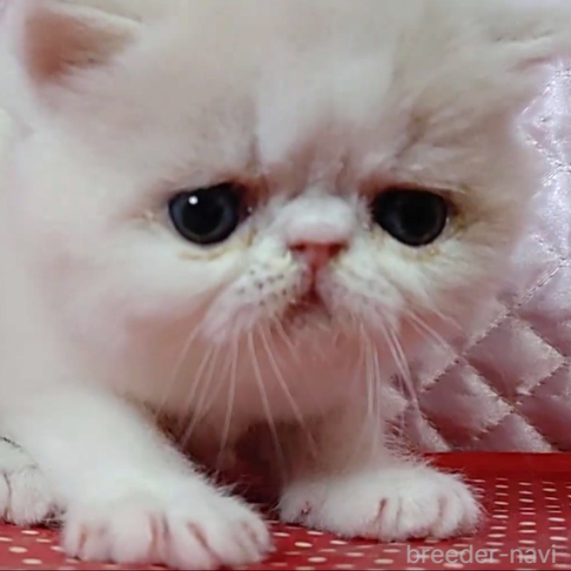 販売中の静岡県のエキゾチックショートヘア-135517の2枚目