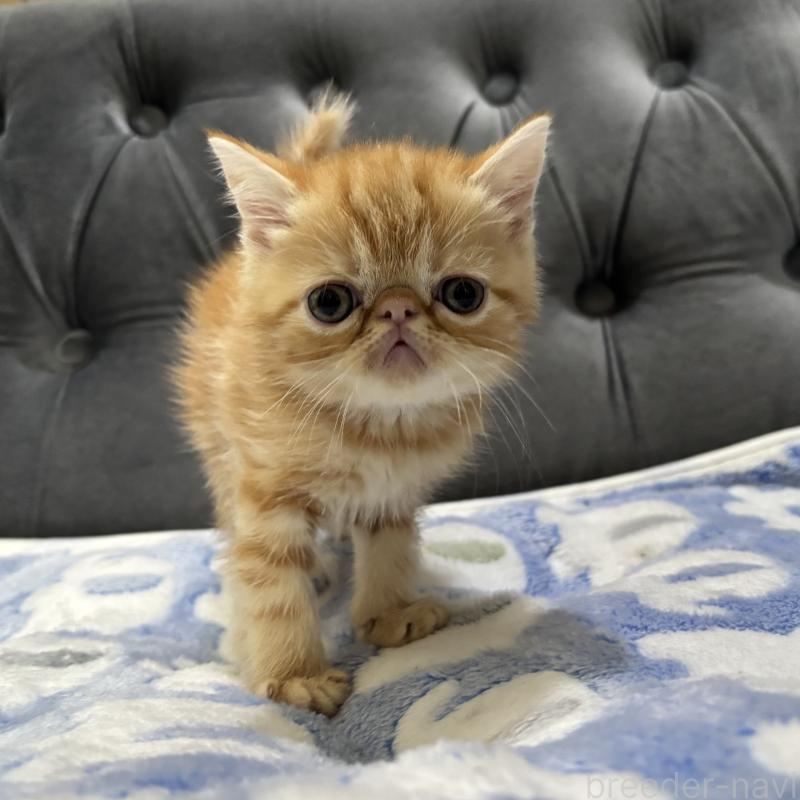 販売中の鹿児島県のエキゾチックショートヘア-133845