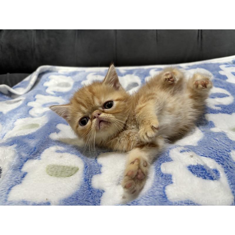 販売中の鹿児島県のエキゾチックショートヘア-133845の8枚目