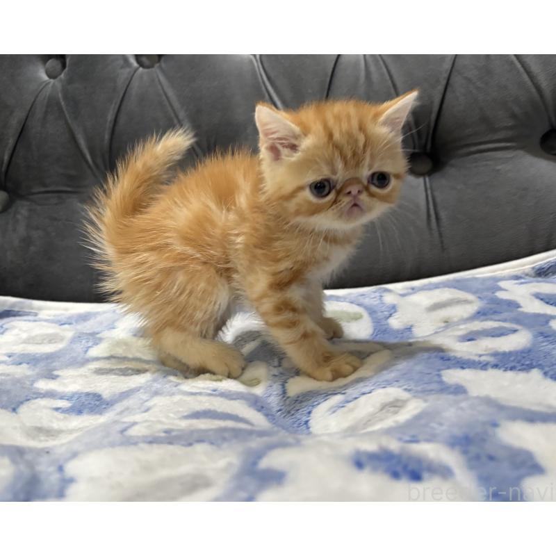 販売中の鹿児島県のエキゾチックショートヘア-133845の7枚目