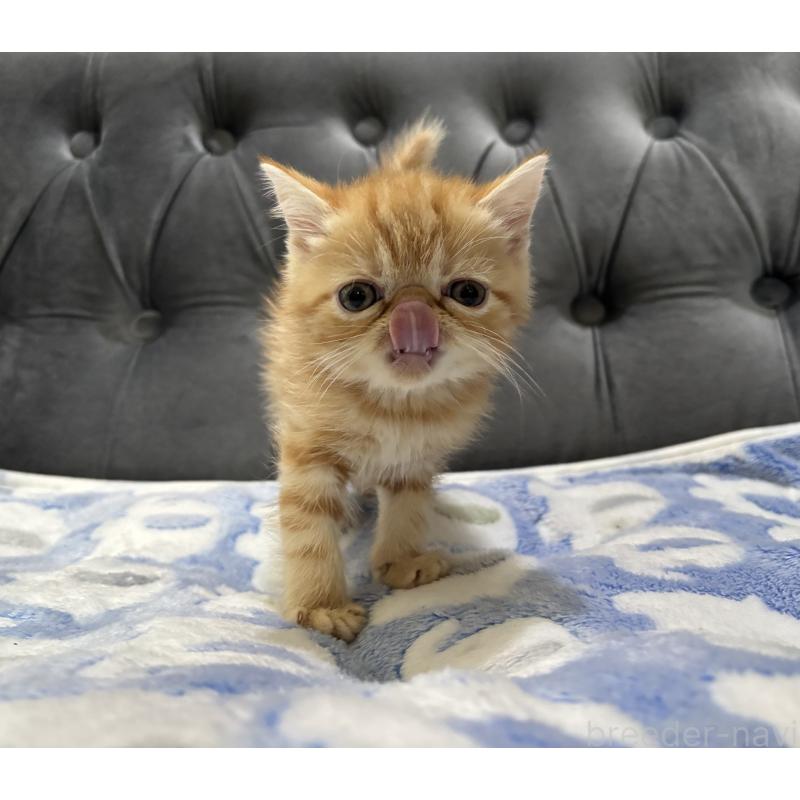 販売中の鹿児島県のエキゾチックショートヘア-133845の6枚目