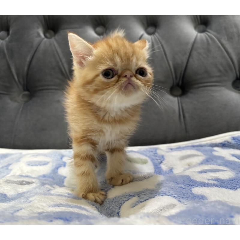 販売中の鹿児島県のエキゾチックショートヘア-133845の5枚目