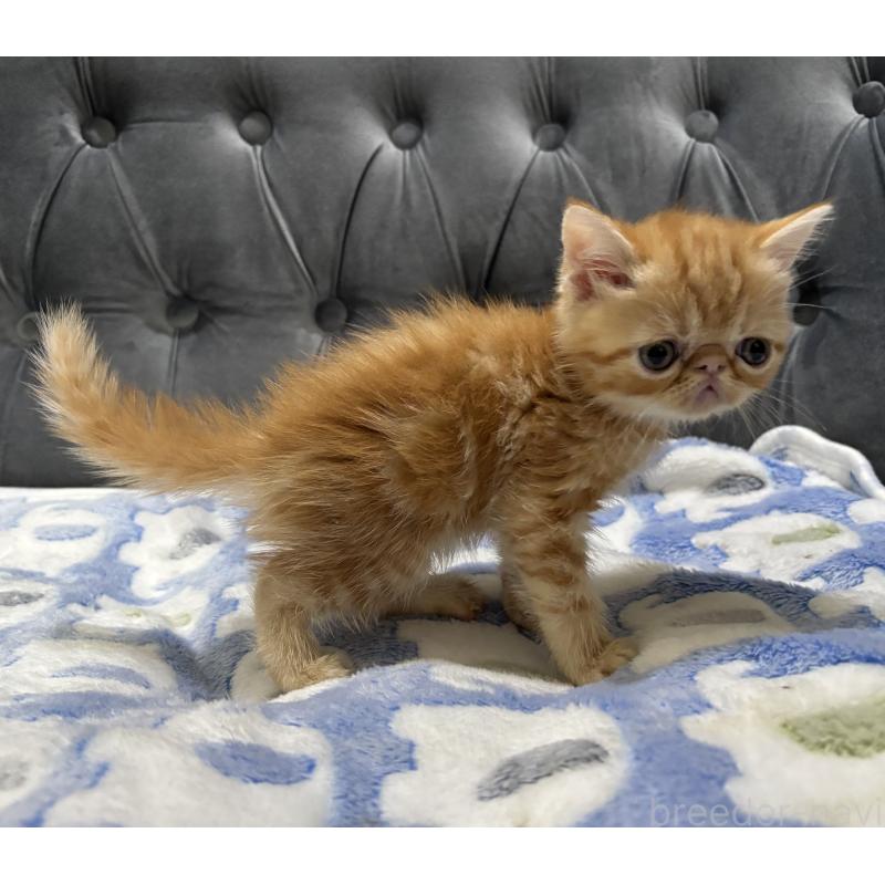 販売中の鹿児島県のエキゾチックショートヘア-133845の4枚目