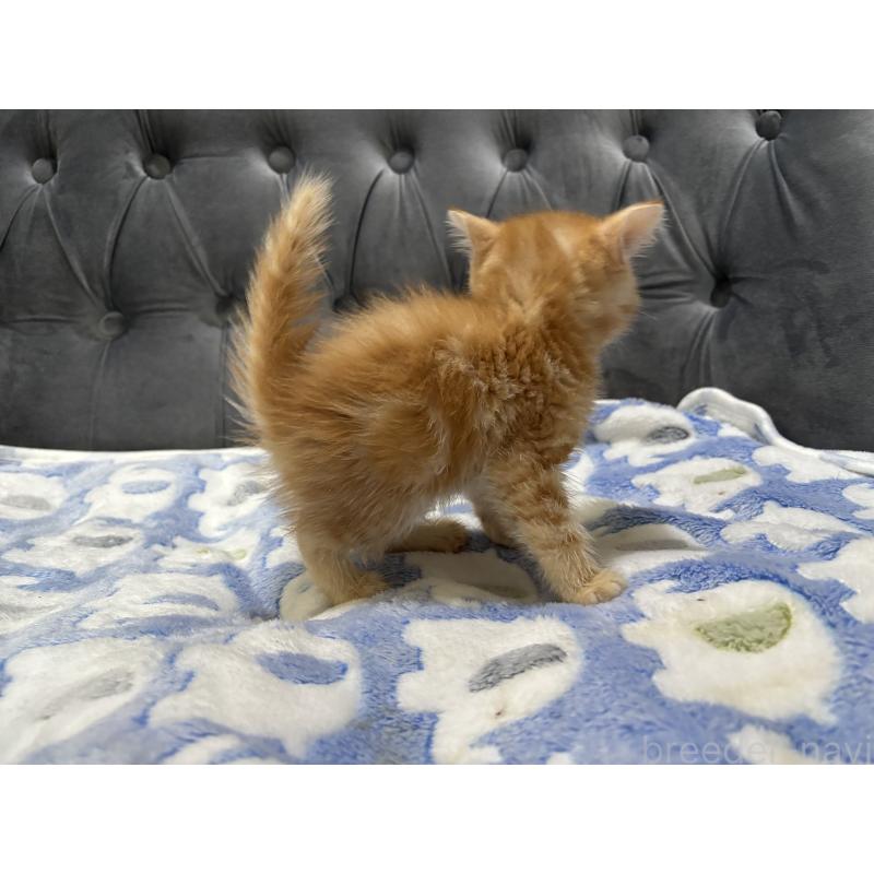 販売中の鹿児島県のエキゾチックショートヘア-133845の3枚目