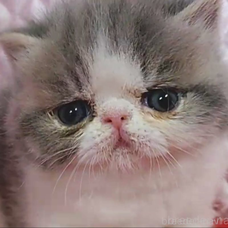 販売中の静岡県のエキゾチックショートヘア-135518