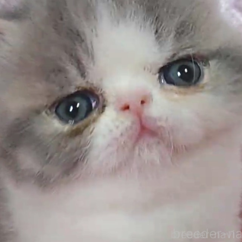 販売中の静岡県のエキゾチックショートヘア-135518の6枚目