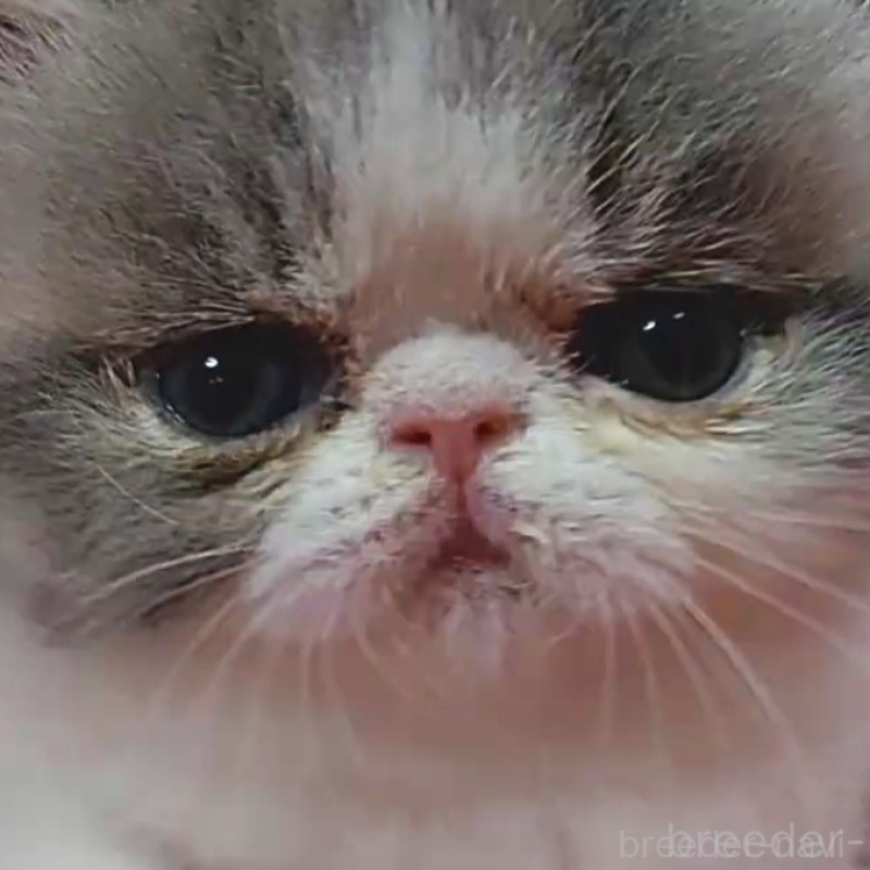 販売中の静岡県のエキゾチックショートヘア-135518の5枚目