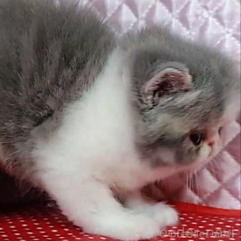 販売中の静岡県のエキゾチックショートヘア-135518の4枚目