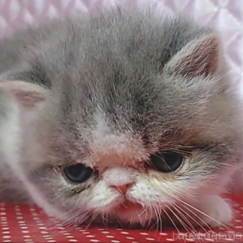 販売中の静岡県のエキゾチックショートヘア-135518の2枚目