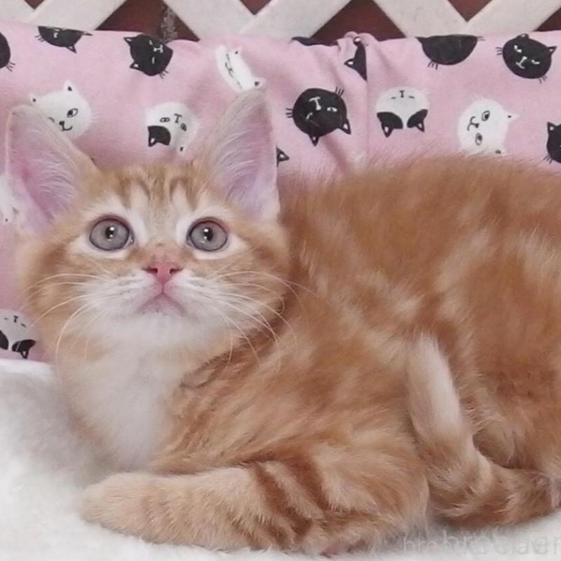 販売中の大阪府のマンチカン-135519の3枚目