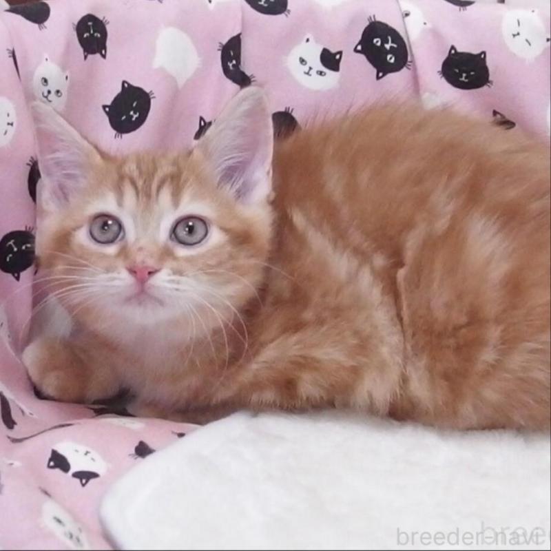 販売中の大阪府のマンチカン-135519の2枚目