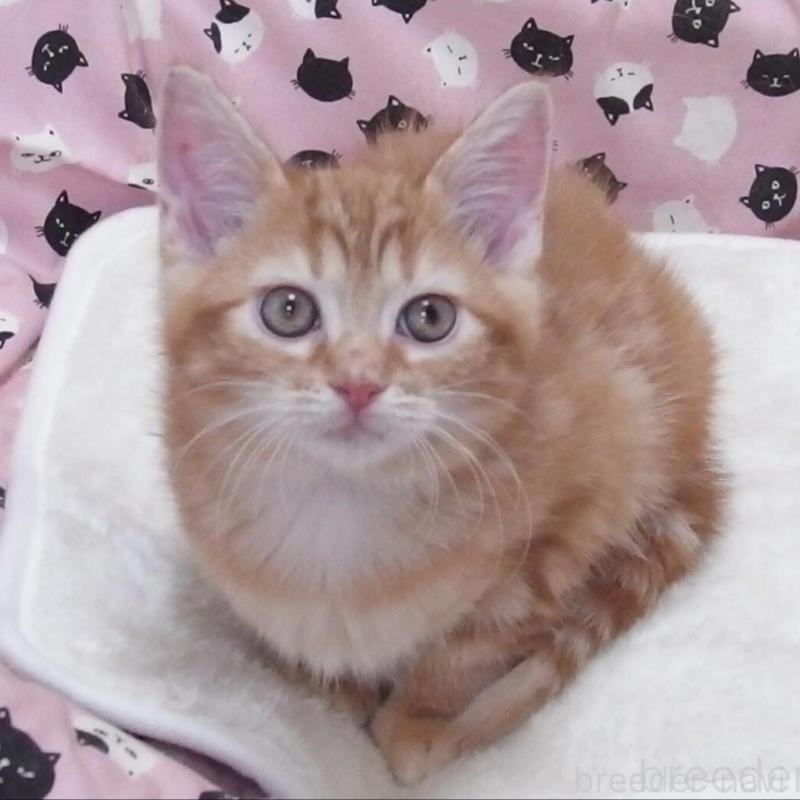 販売中の大阪府のマンチカン-135519の1枚目