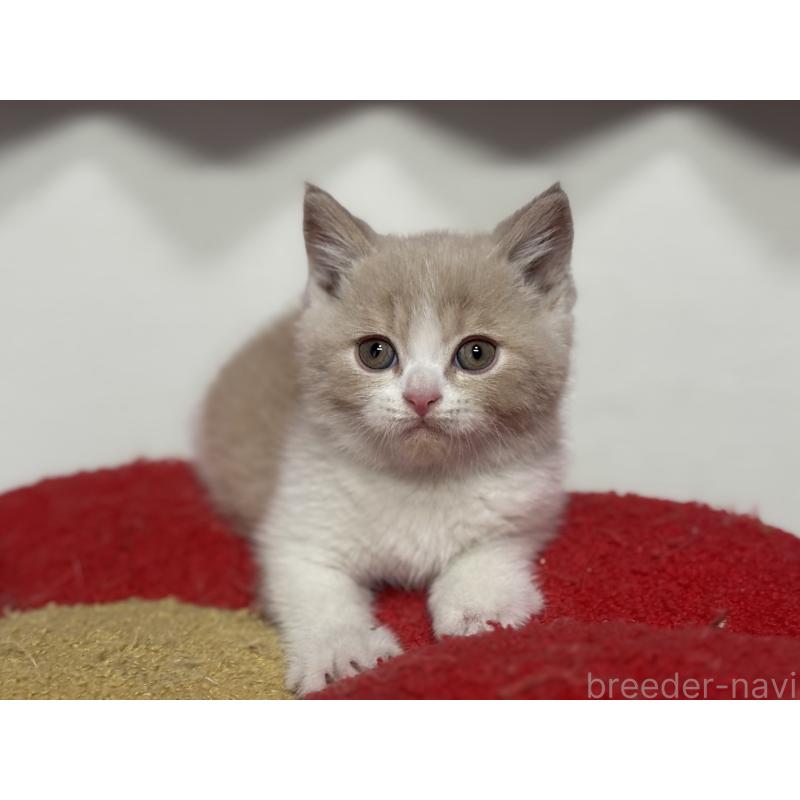 成約済の神奈川県のブリティッシュショートヘア-134867の9枚目