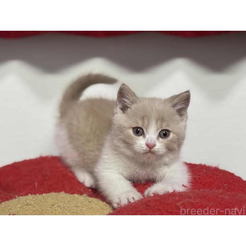 成約済の神奈川県のブリティッシュショートヘア-134867の8枚目