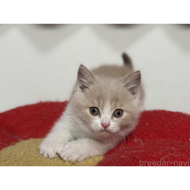 成約済の神奈川県のブリティッシュショートヘア-134867の7枚目