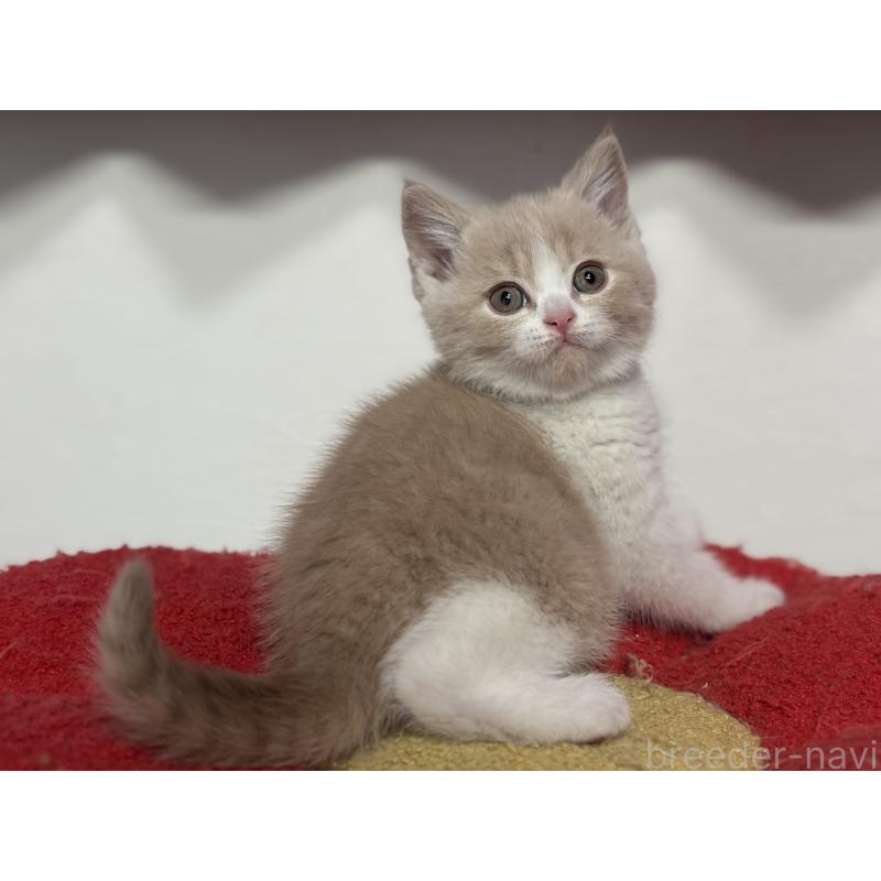 成約済の神奈川県のブリティッシュショートヘア-134867の6枚目