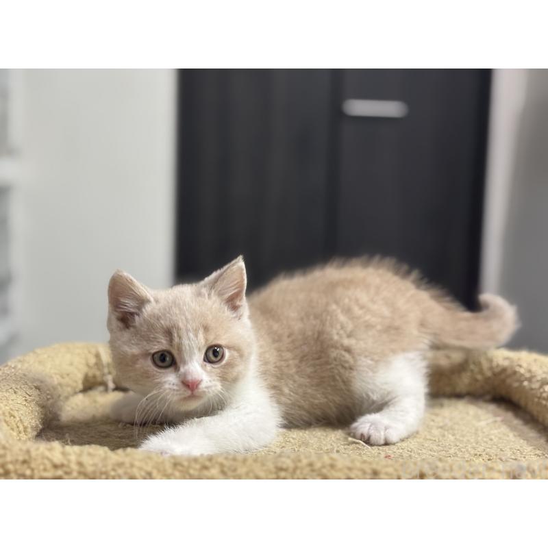 成約済の神奈川県のブリティッシュショートヘア-134867の5枚目