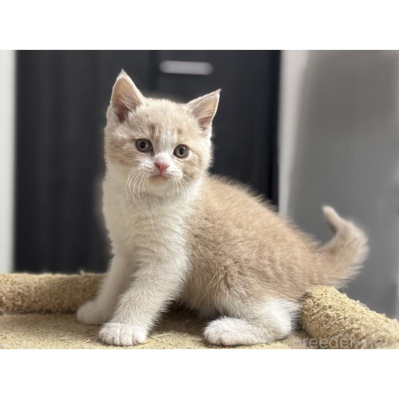 成約済の神奈川県のブリティッシュショートヘア-134867の4枚目