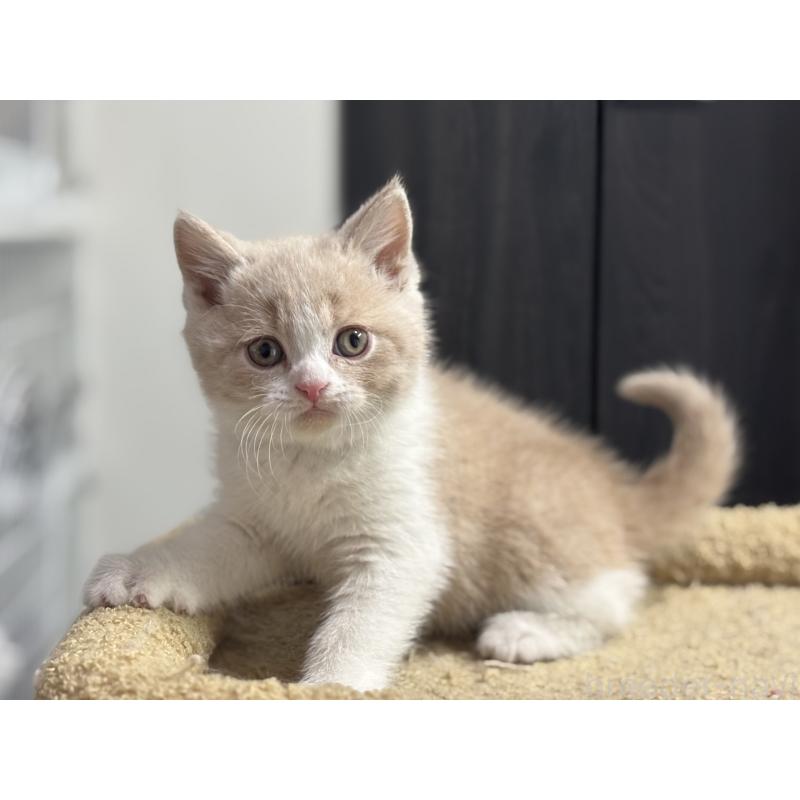 成約済の神奈川県のブリティッシュショートヘア-134867の3枚目