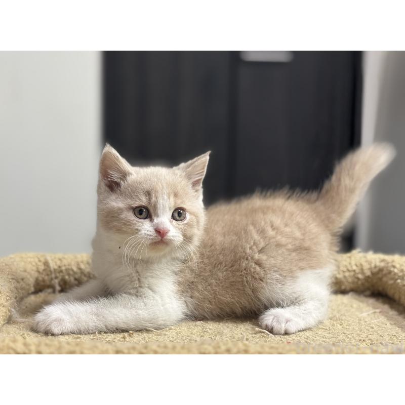 成約済の神奈川県のブリティッシュショートヘア-134867の2枚目