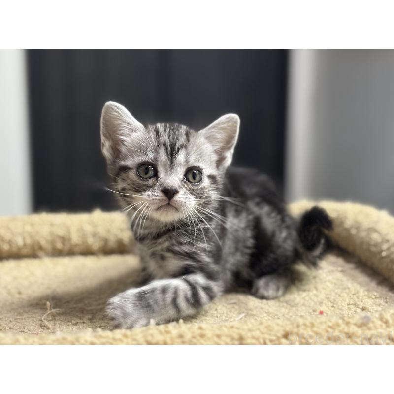 成約済の神奈川県のアメリカンショートヘア-134915の24枚目